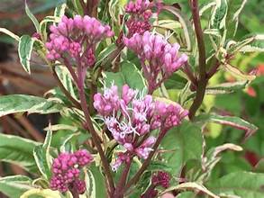 Eupatorium fortunei